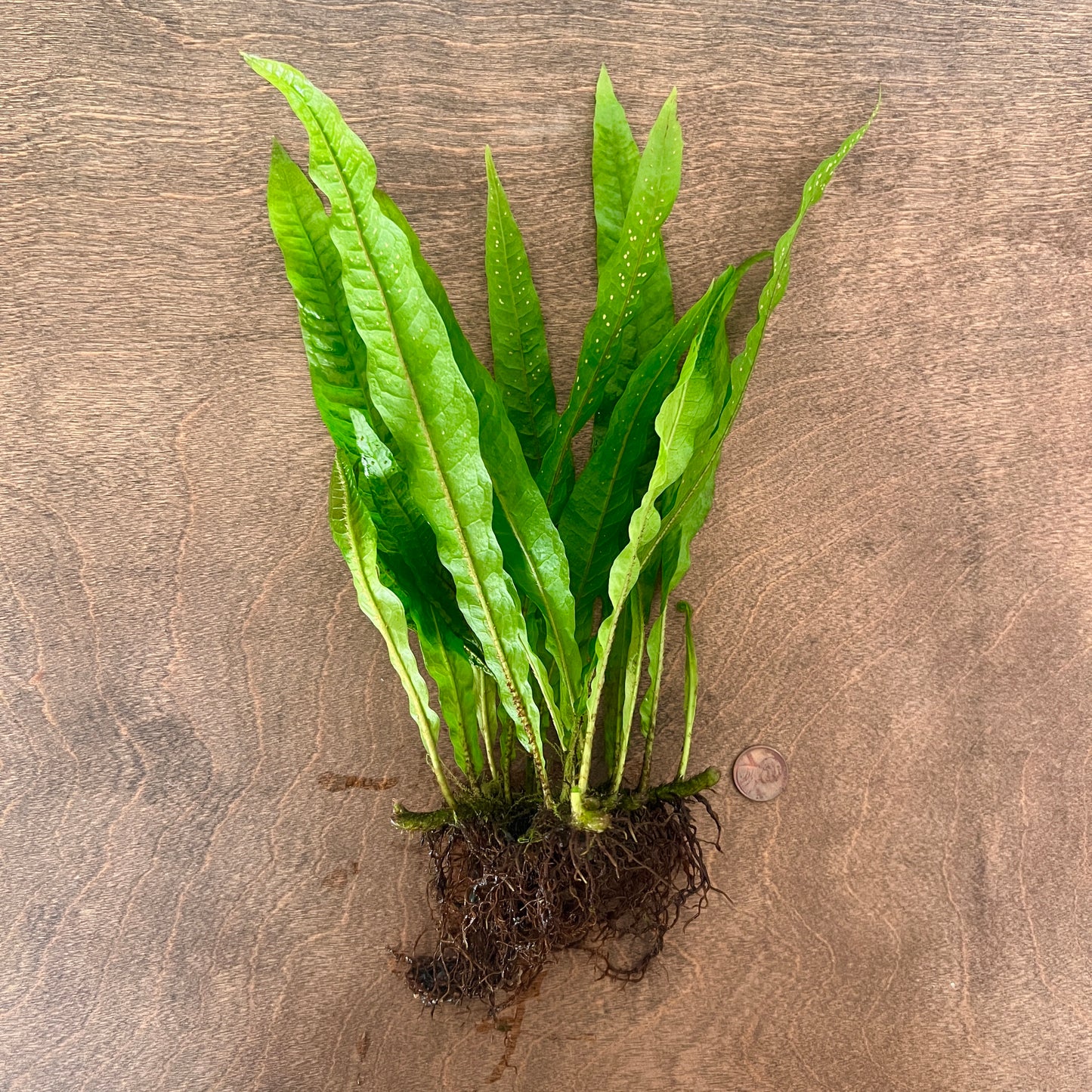 Java Fern Mother Plant