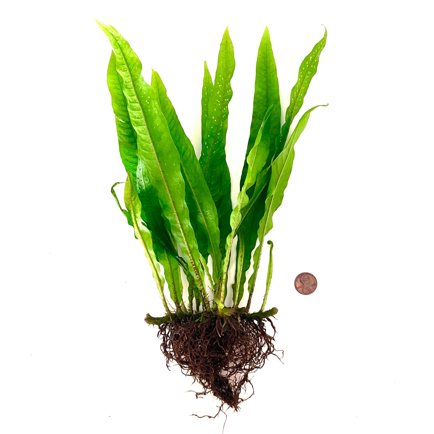 Java Fern Mother Plant