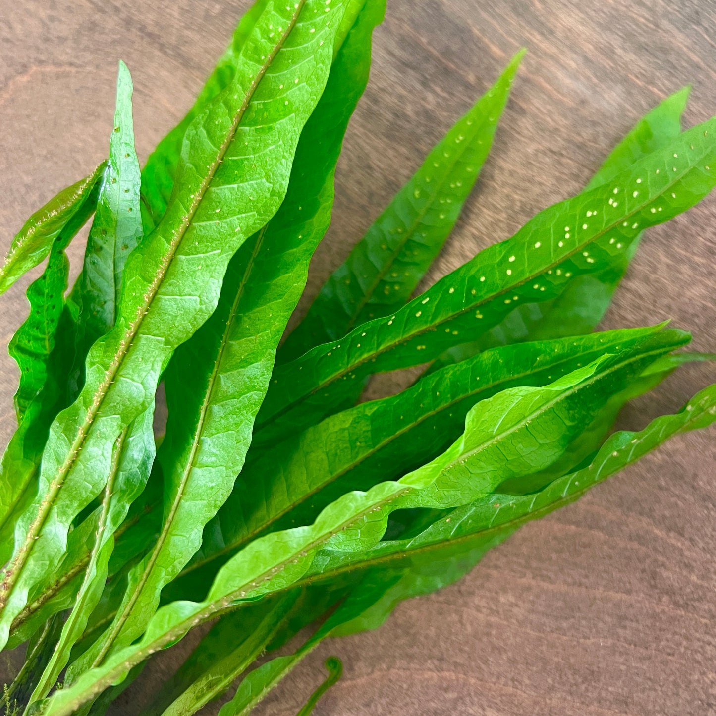 Java Fern Mother Plant