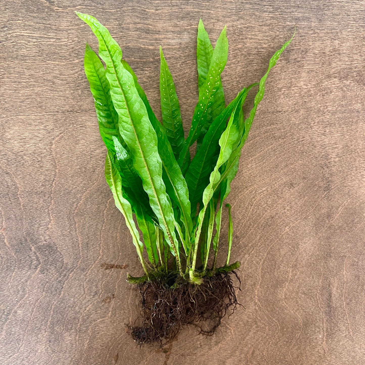 Java Fern Mother Plant