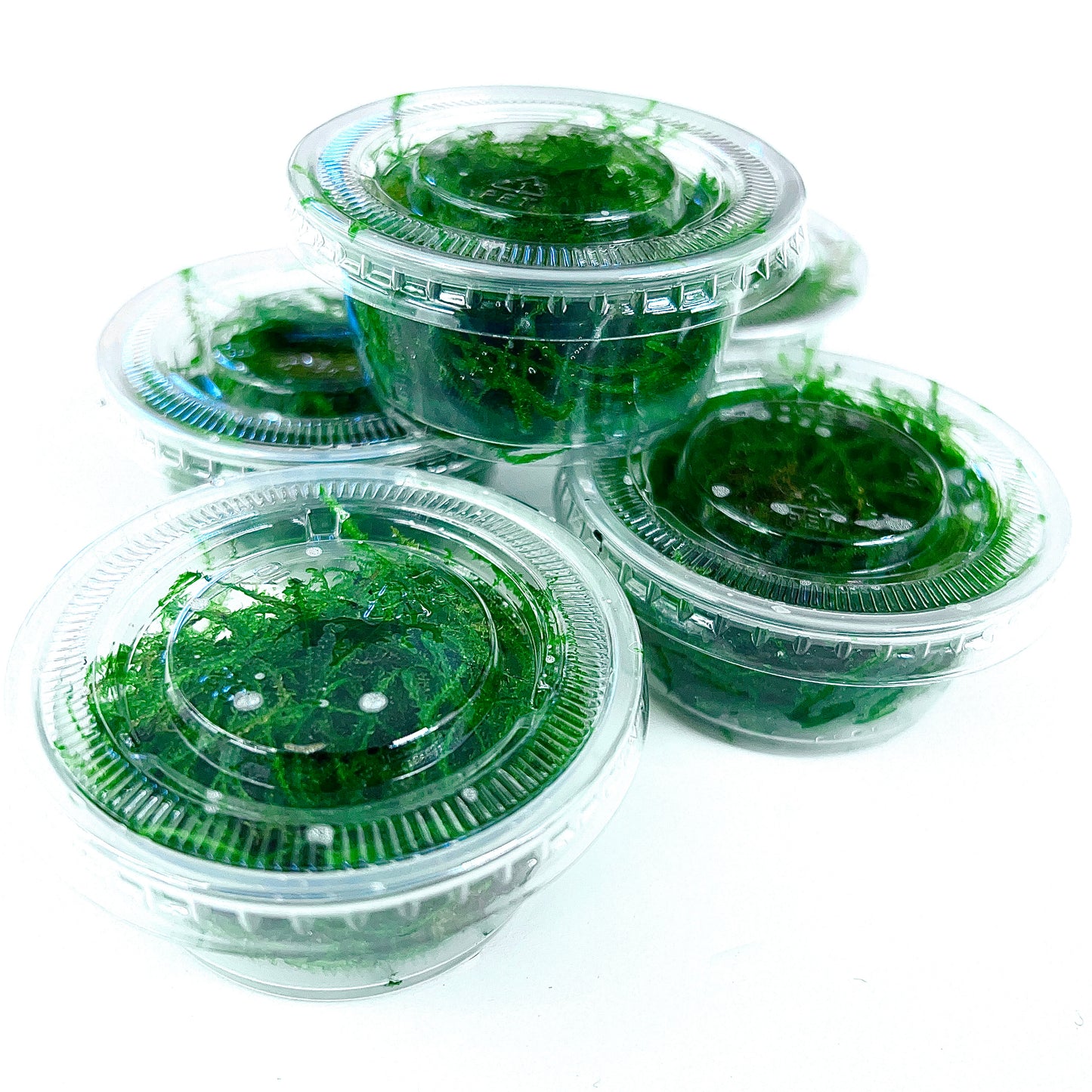Java Moss