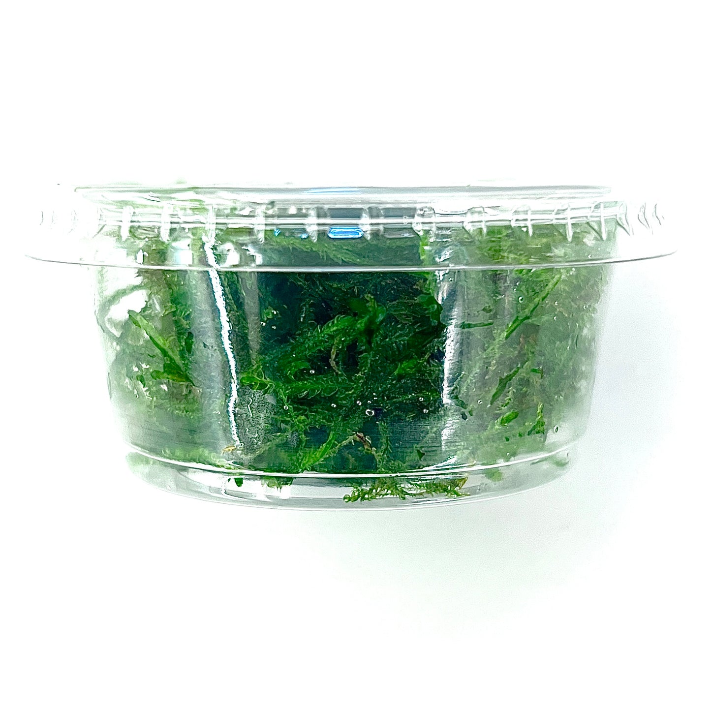 Java Moss