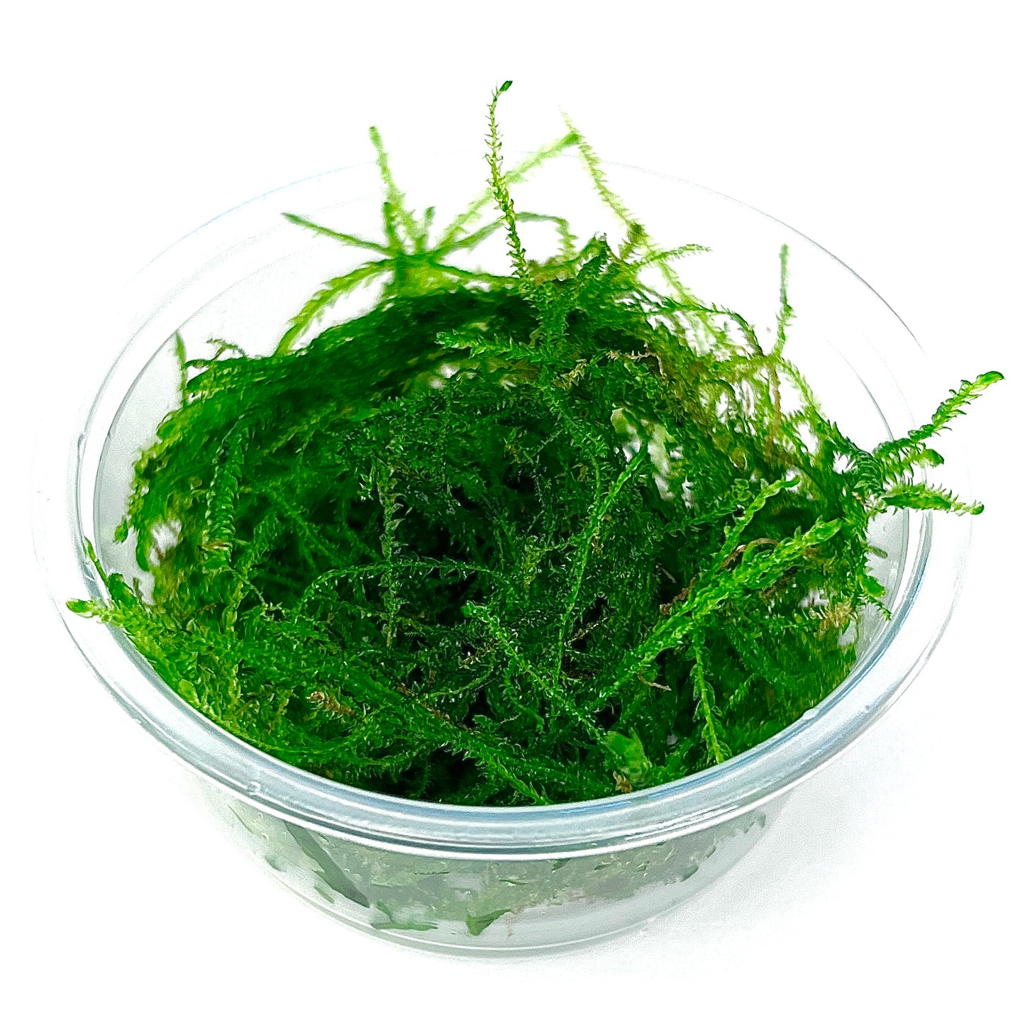 Java Moss