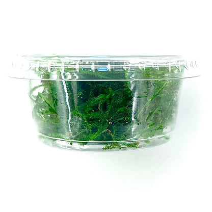 Java Moss