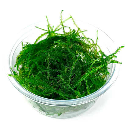 Java Moss